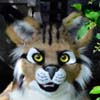 Haku - Lynx