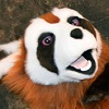 Fireferret - Avatar: The Last Airbender